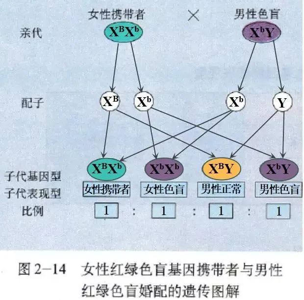 色弱遗传图片