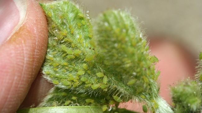 刚出生就怀孕?这种草食性害虫也太厉害了