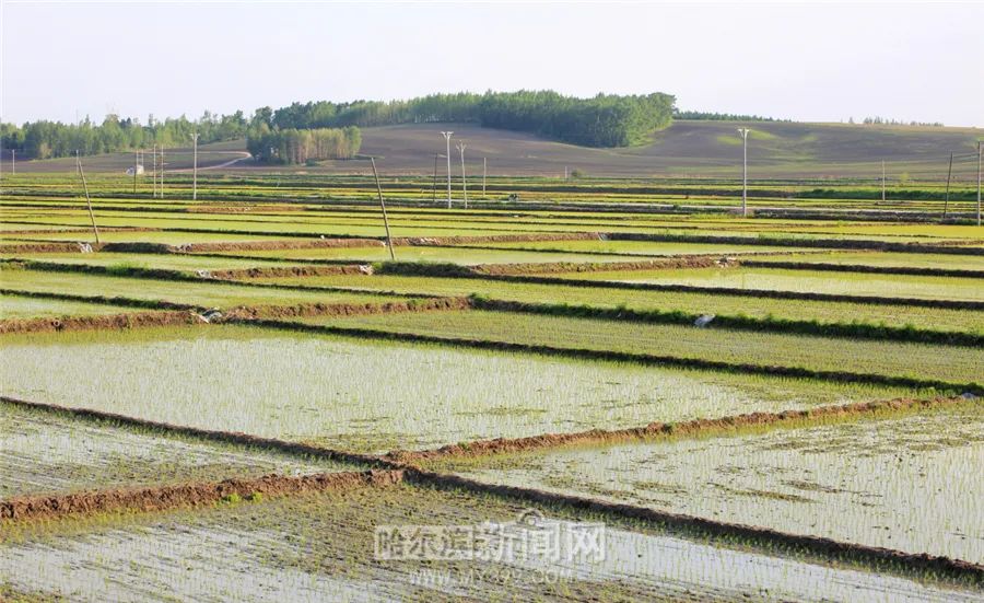 特别好看水田旱地棚室正在播种抢抓农时保丰产