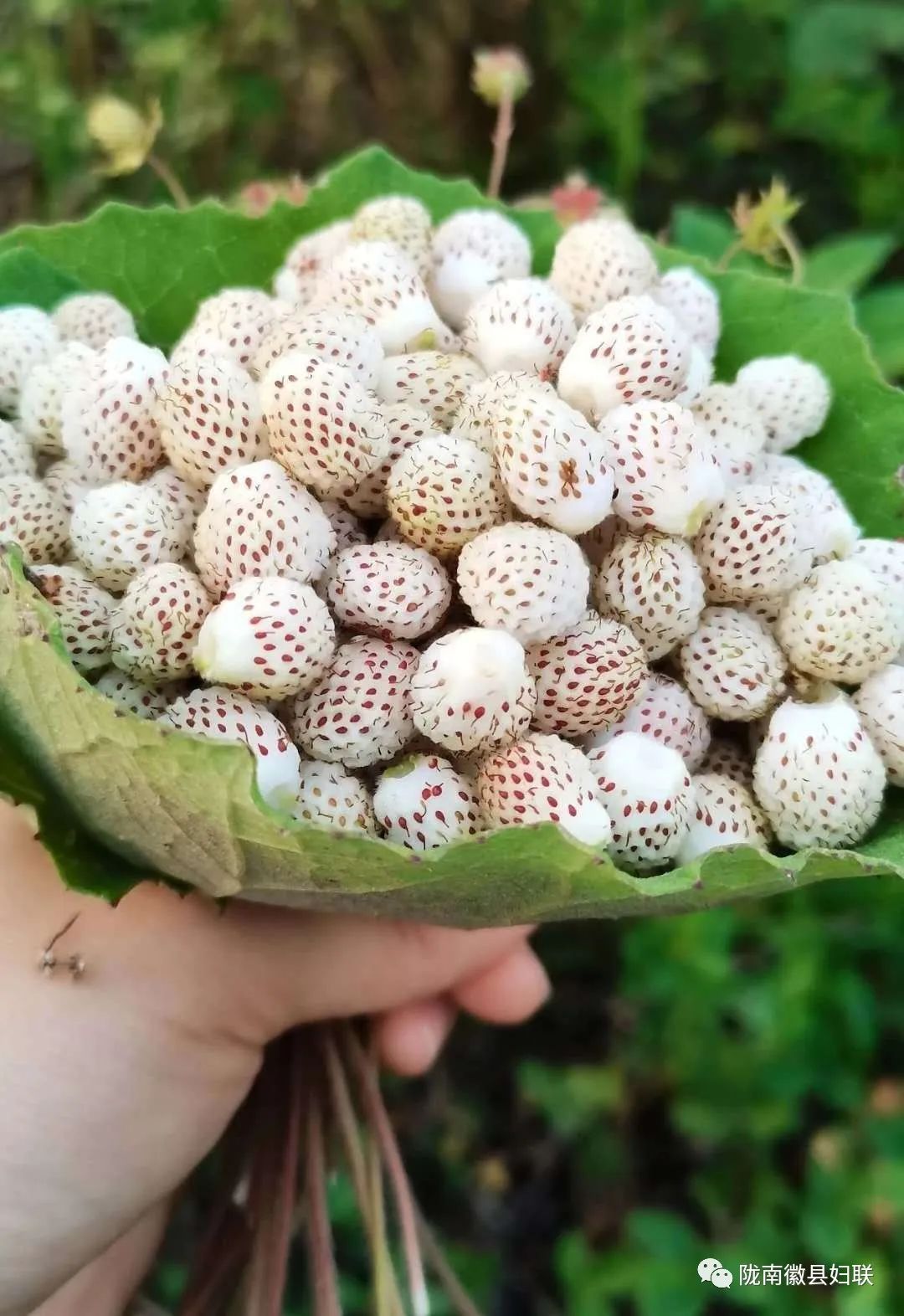 跟随季节再往前走,五味子,羊奶子,刺莓子,野木瓜,还有很多叫不上名儿