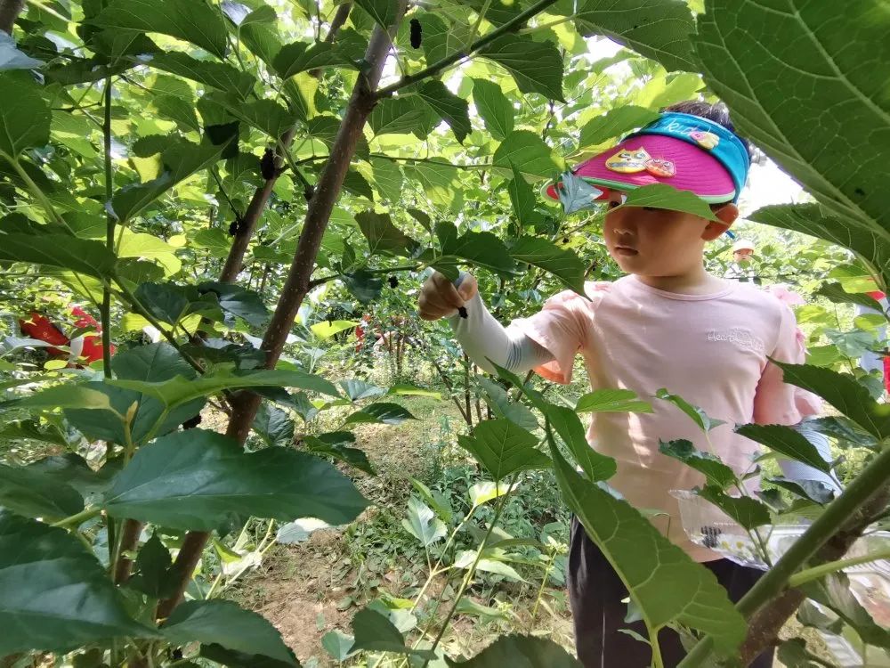 "蚕宝宝最爱吃桑叶""紫红色的桑果可以采摘""桑葚营养价值很高具有