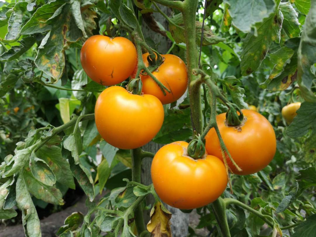 我为姐妹来代言(四)|红胜村"火车站大黄柿子"和各种果蔬等你来下单!