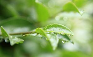 谷雨養生：春天將去，除濕防病