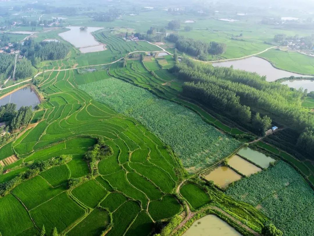 广州蚂蚁同城搬迁山南镇:以荷为"媒"促发展,"旅游 家产 "助