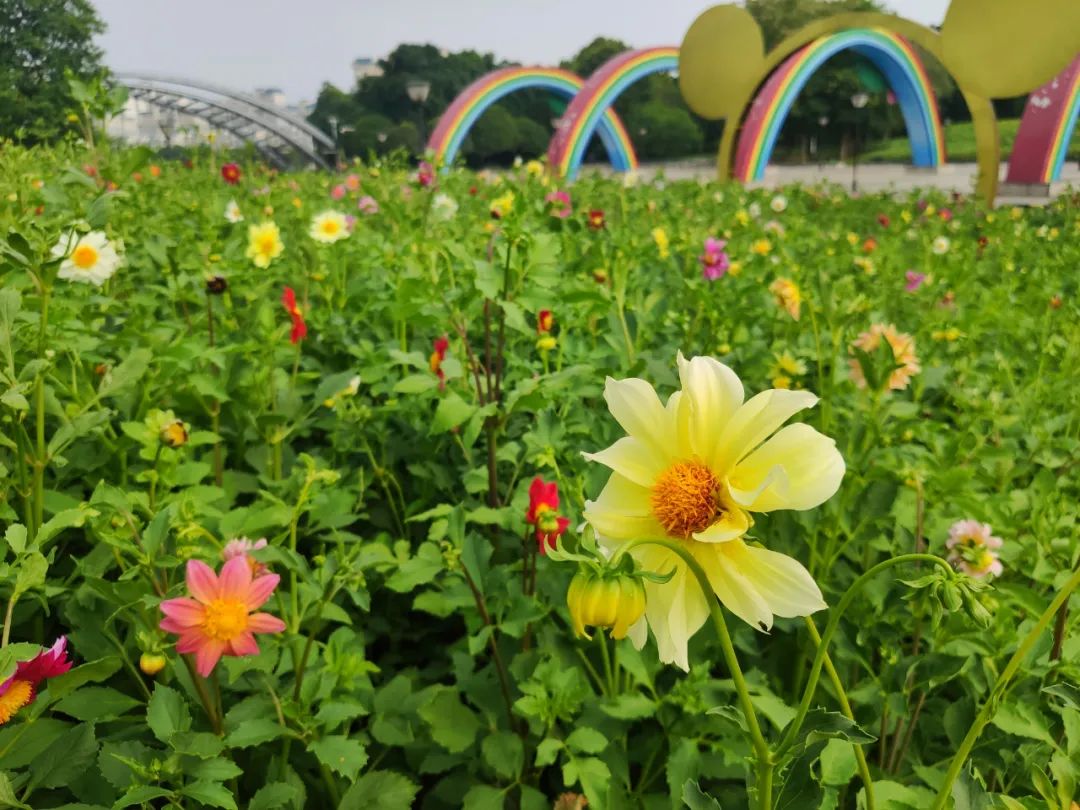 荷花馬鞭草小麗花柳州這些公園已成花海美照搶先看