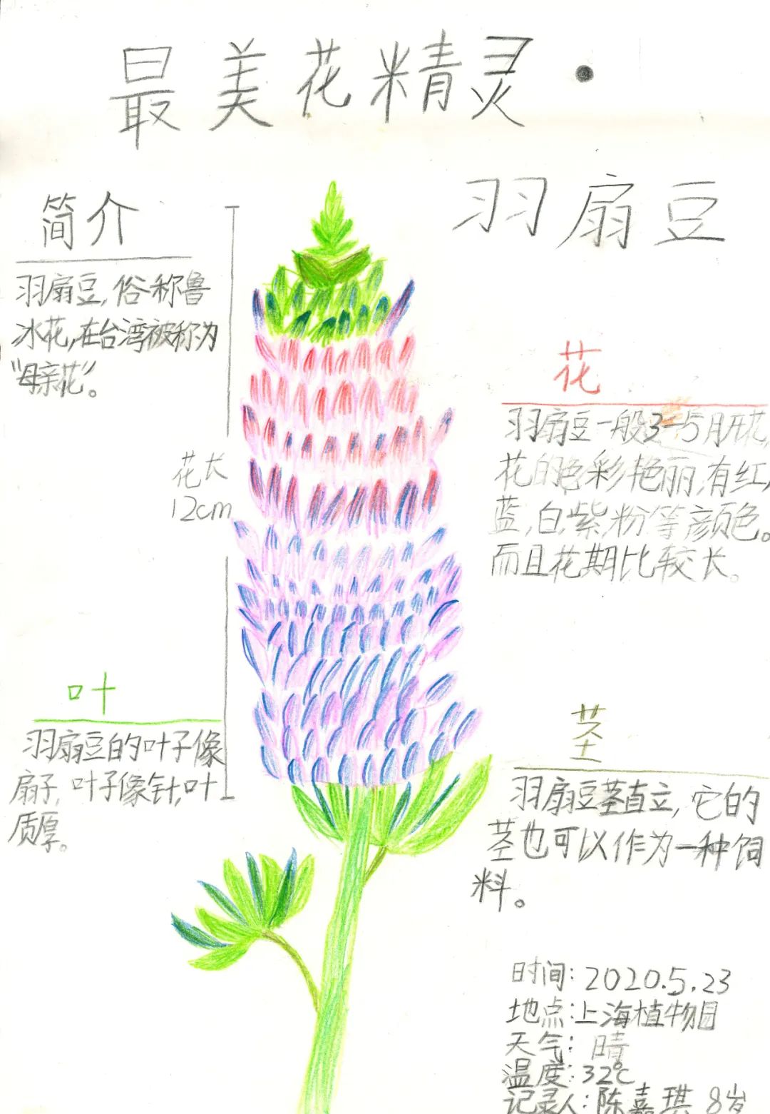 2020上海(国际)花展自然笔记作品——留住最美的春天