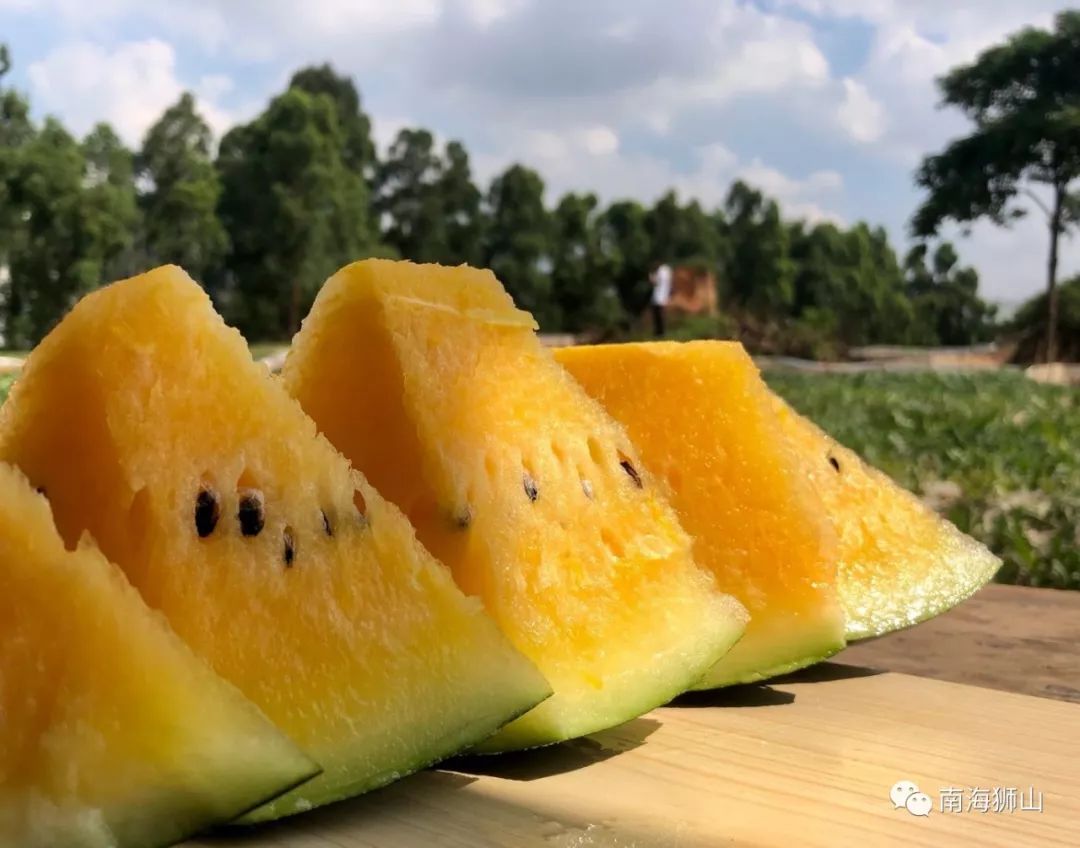 皮薄爆汁香甜起沙南海本地西瓜清凉上市吃瓜群众马上集合