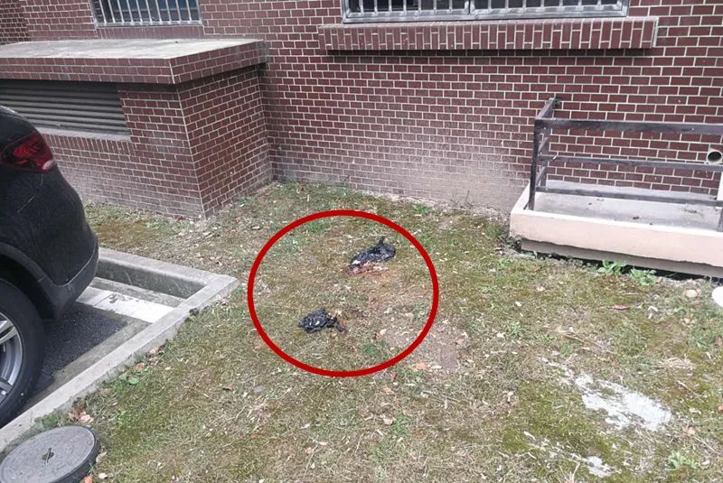 平安上海令人发指小区内有人多次高空抛粪监控拍下全过程