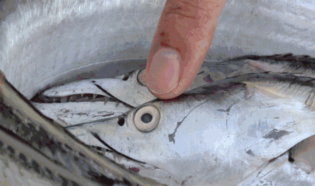 食品安全知多少鲜活动物性水产品的挑选与贮存