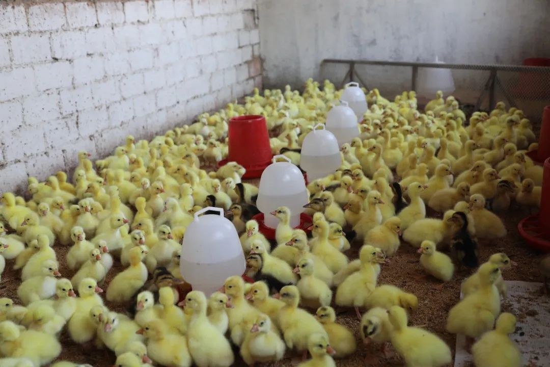 抓鸡遇 增收致富 ——加格达奇林业局为发展养殖业职工免费发放鸡雏