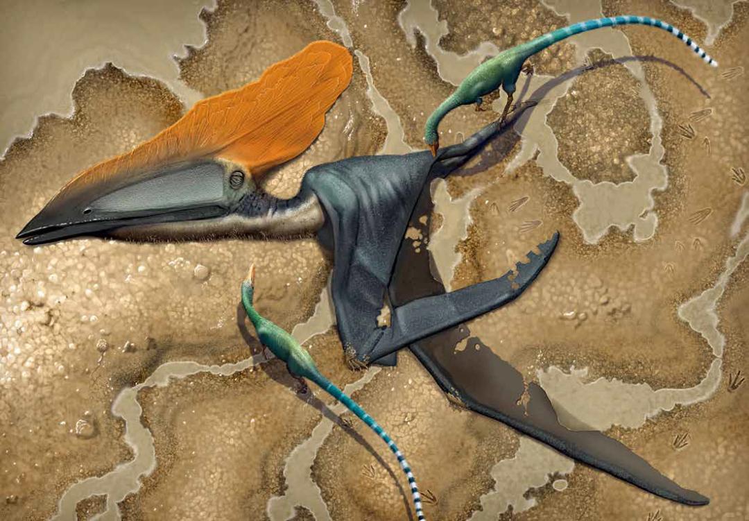 克拉索夫斯基所作的《陨落的塞氏掠海翼龙(fallen thalassodromeus