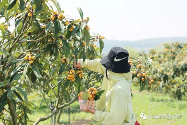 樱桃熟了这一夏的甜蜜都在这篇采摘指南中