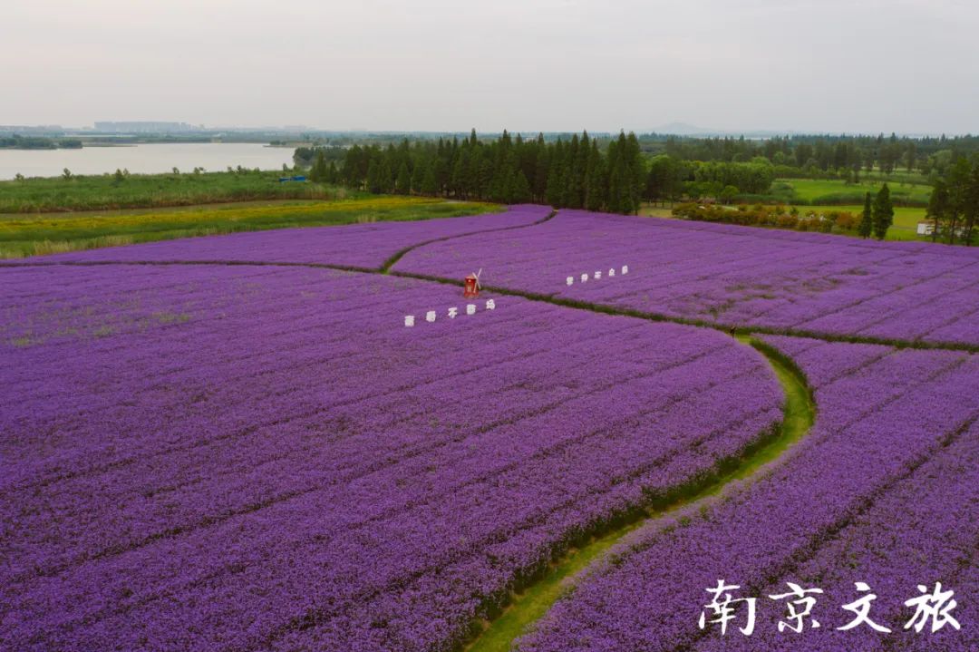 待到傍晚時分夕陽,湖水,樹林,花海融合成了一幅美輪美奐的油畫漫步在