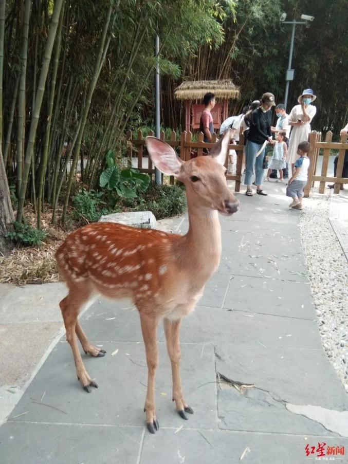 成都金沙今年第一波小鹿诞生萌cry