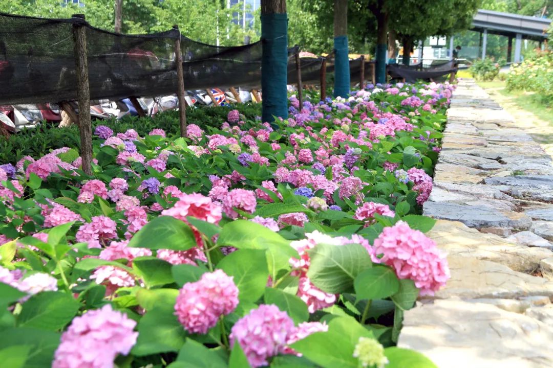 是心动啊2000余株八仙花竞相绽放也太好看吧