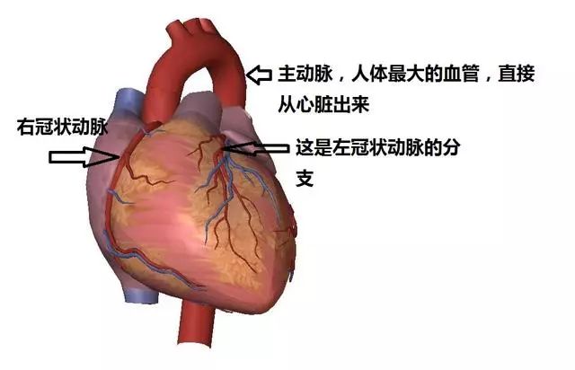 啥叫动脉 348.jpg
