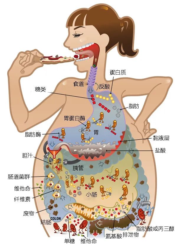 大便结构图图片