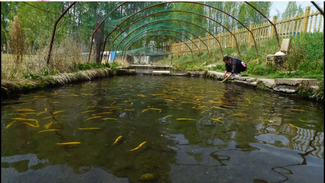八年前土地流转后,焦家庄镇河滩村一社村民樊志祯建起了金鳟鱼养殖场.