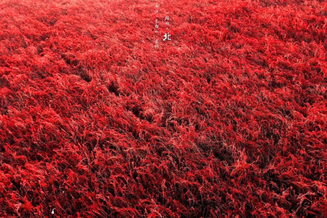 漫漫蒿草盛,绵绵不见边. 原本青草色,洗成红枫鲜.