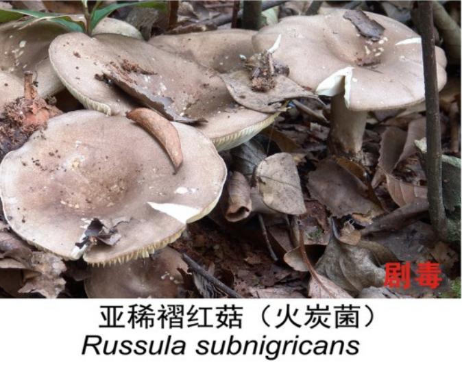 如剧毒的灰花纹鹅膏菌,假褐云斑鹅膏菌形态和鸡枞很相似,因此采食鸡枞