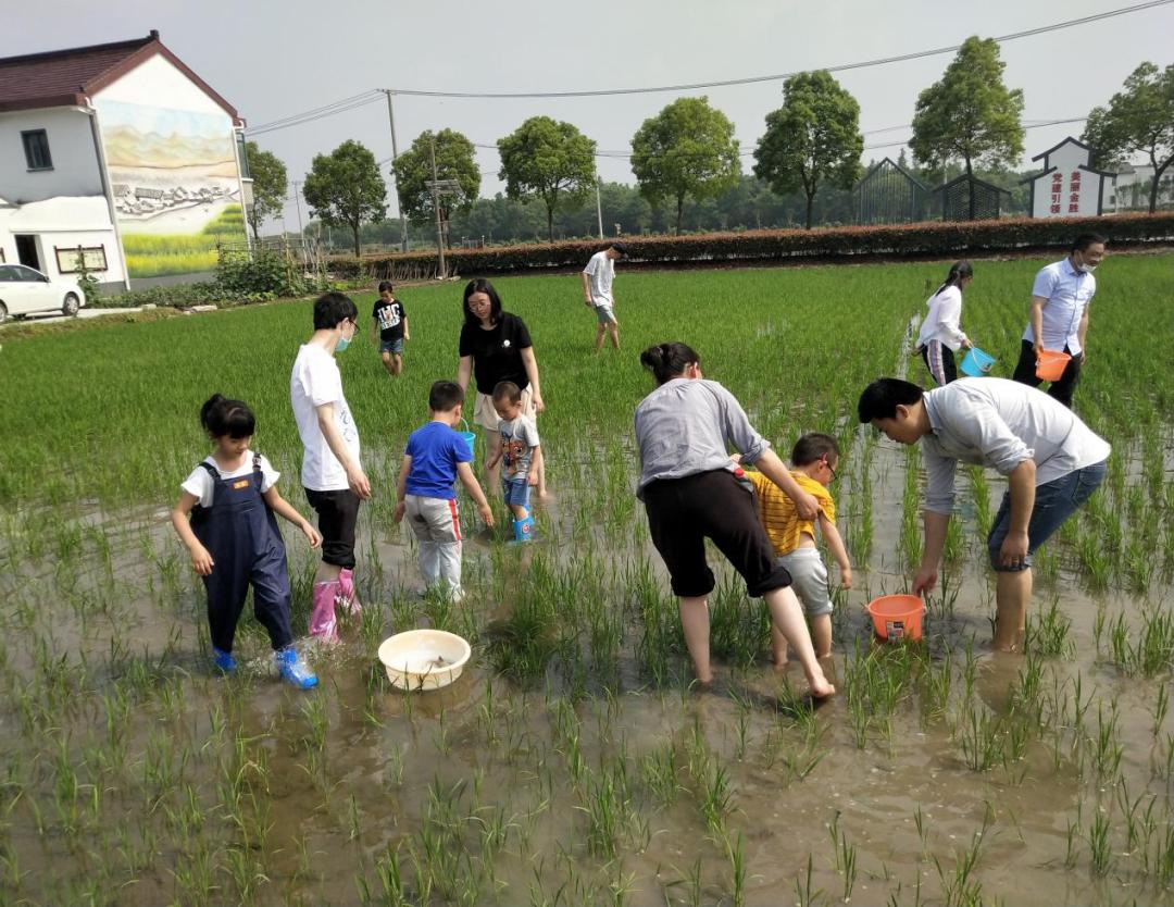 包粽子参观农场亲近小动物这个儿童节石湖荡的娃过得很开心