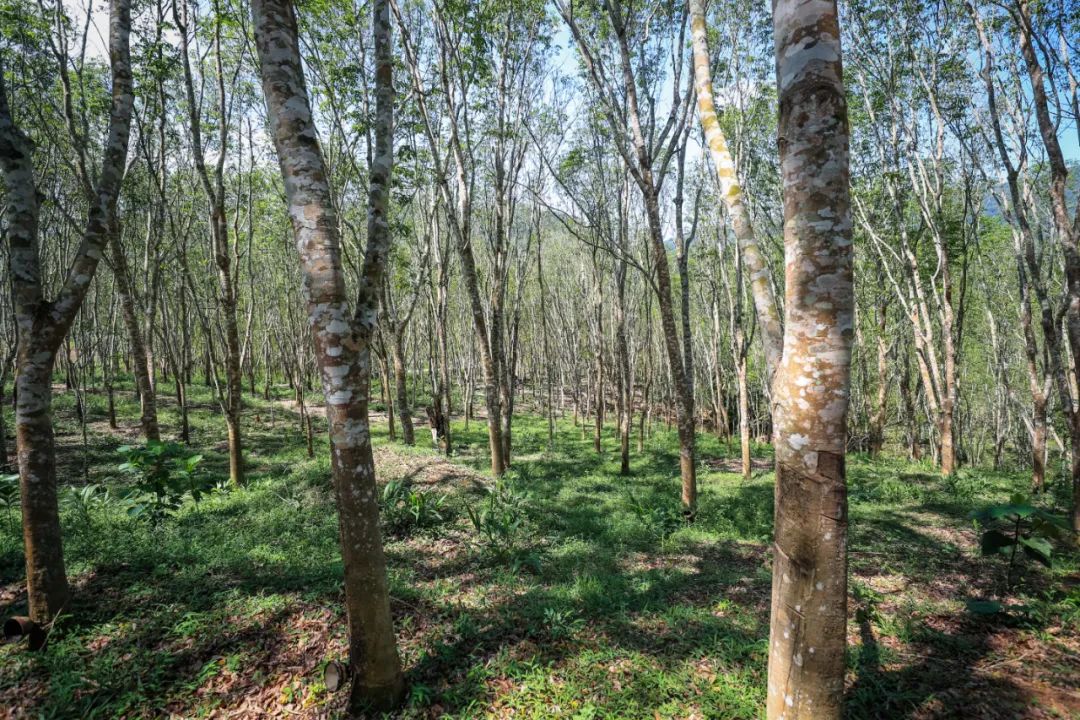 松江联手上海期货交易所等在勐腊县试点天然橡胶保险期货项目家家户户