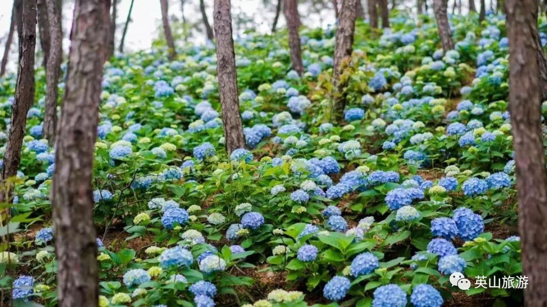 绝美 全湖北最繁盛的绣球花海 就在英山这个景区 今夏必须约