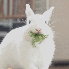 大象的食量大,不停地咀嚼杂草,果实,树叶和树枝等,除了两根象牙,大象
