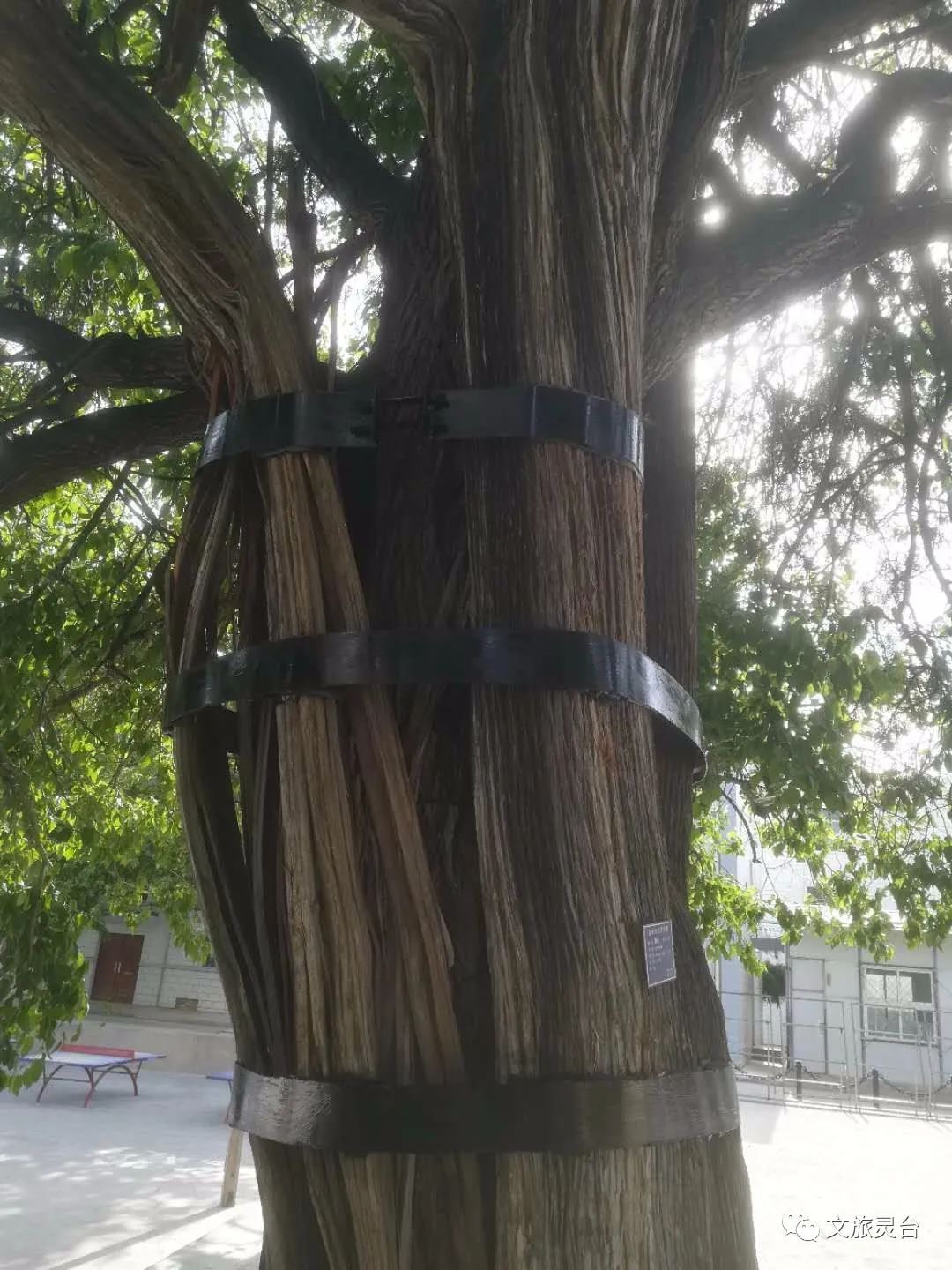 古树名木抢修束起紧身带支起千斤撑的柏抱桑