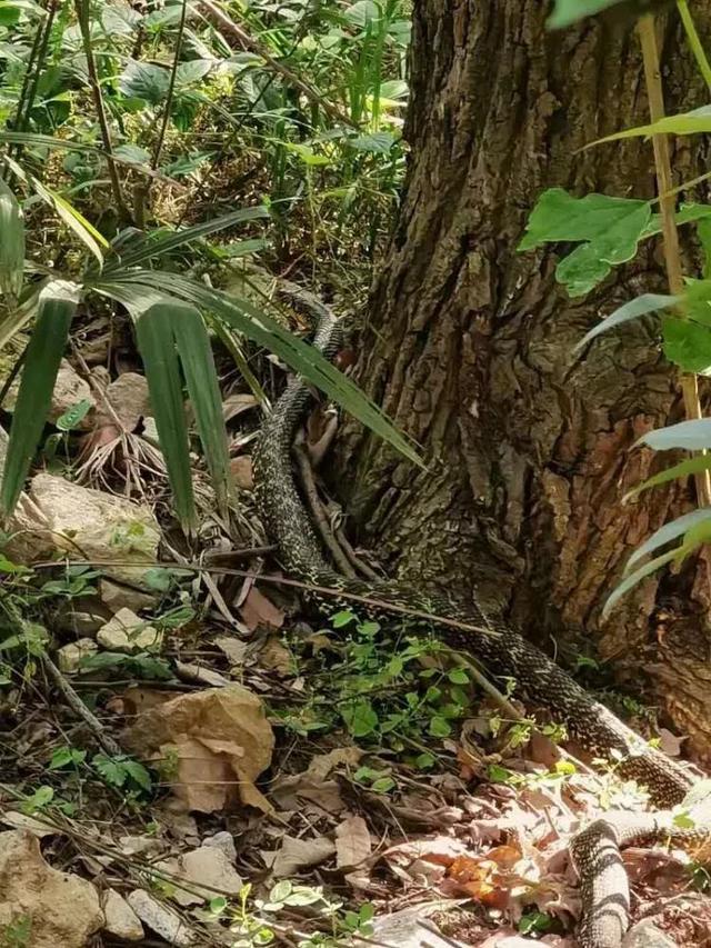 紧急提醒合肥大蜀山发现罕见大蛇市民注意