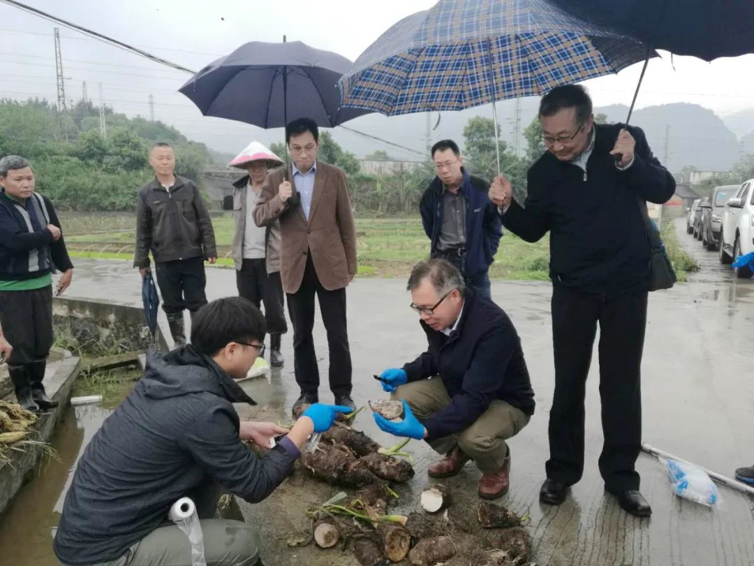 里,张炼辉教授团队与韶关学院科研人员,多次深入乐昌张溪香芋种植基地