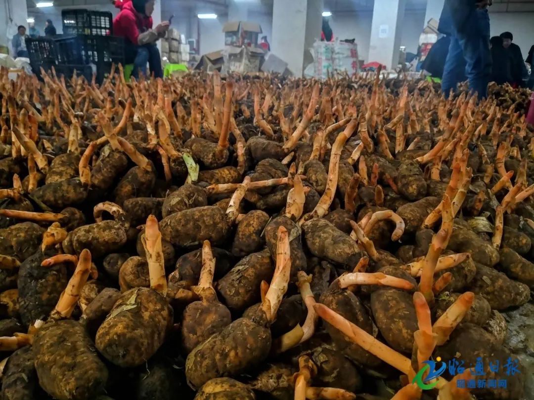 小草坝天麻国际交易中心助推昭通天麻走向世界