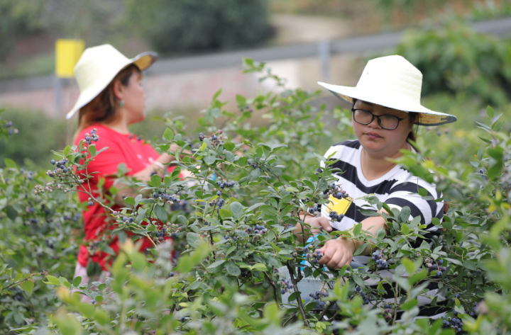 據瞭解,古茂藍莓谷於2013年開門迎客,佔地200餘畝,是一個集藍莓採摘