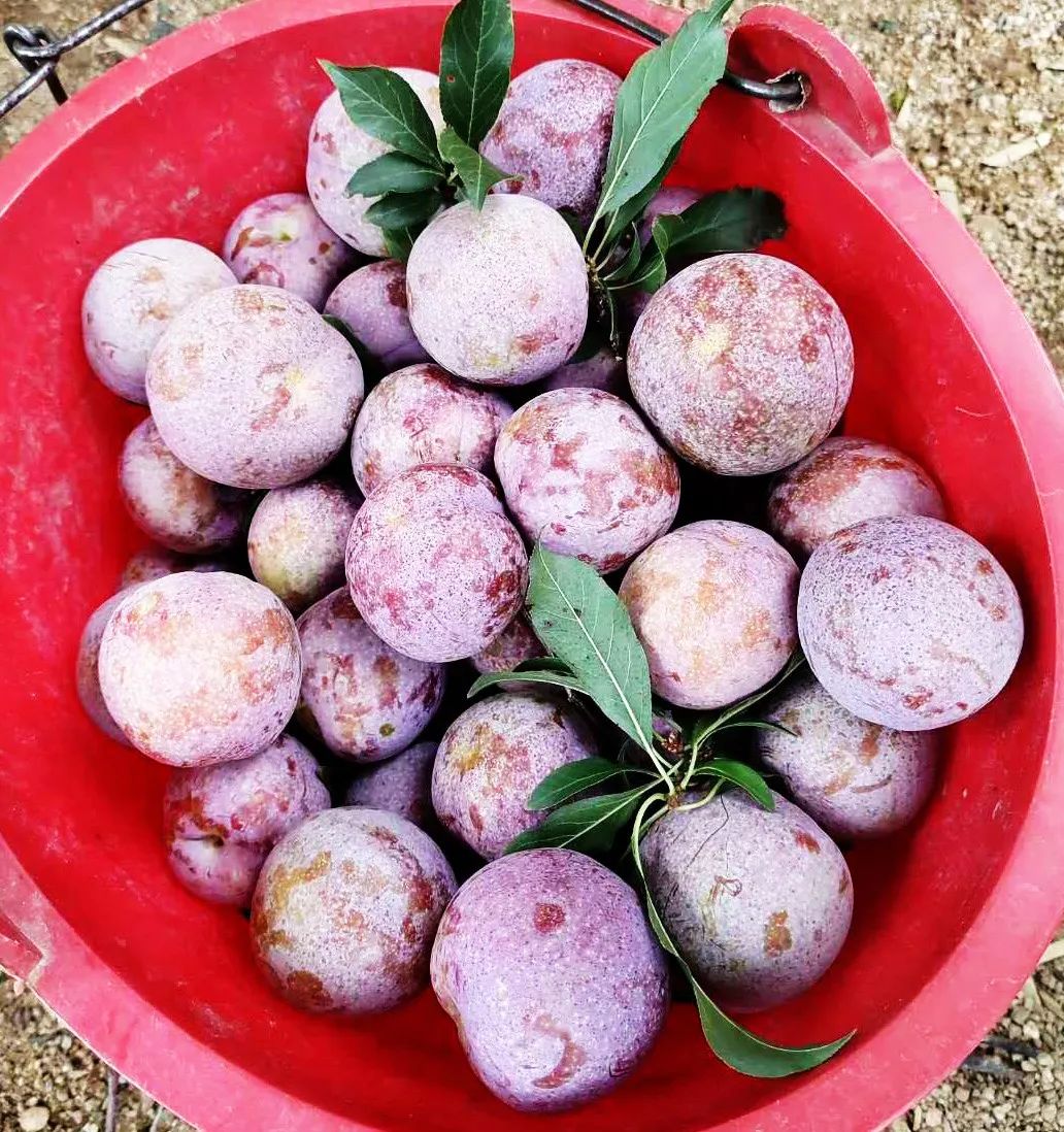 有李真好李中之皇封开麒麟李熟了现在邀您一起去云采摘