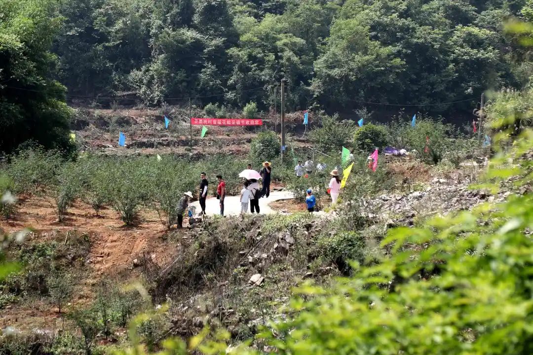 椒香四溢麻醉心田土城乡花栗树村首届花椒节盛大开幕