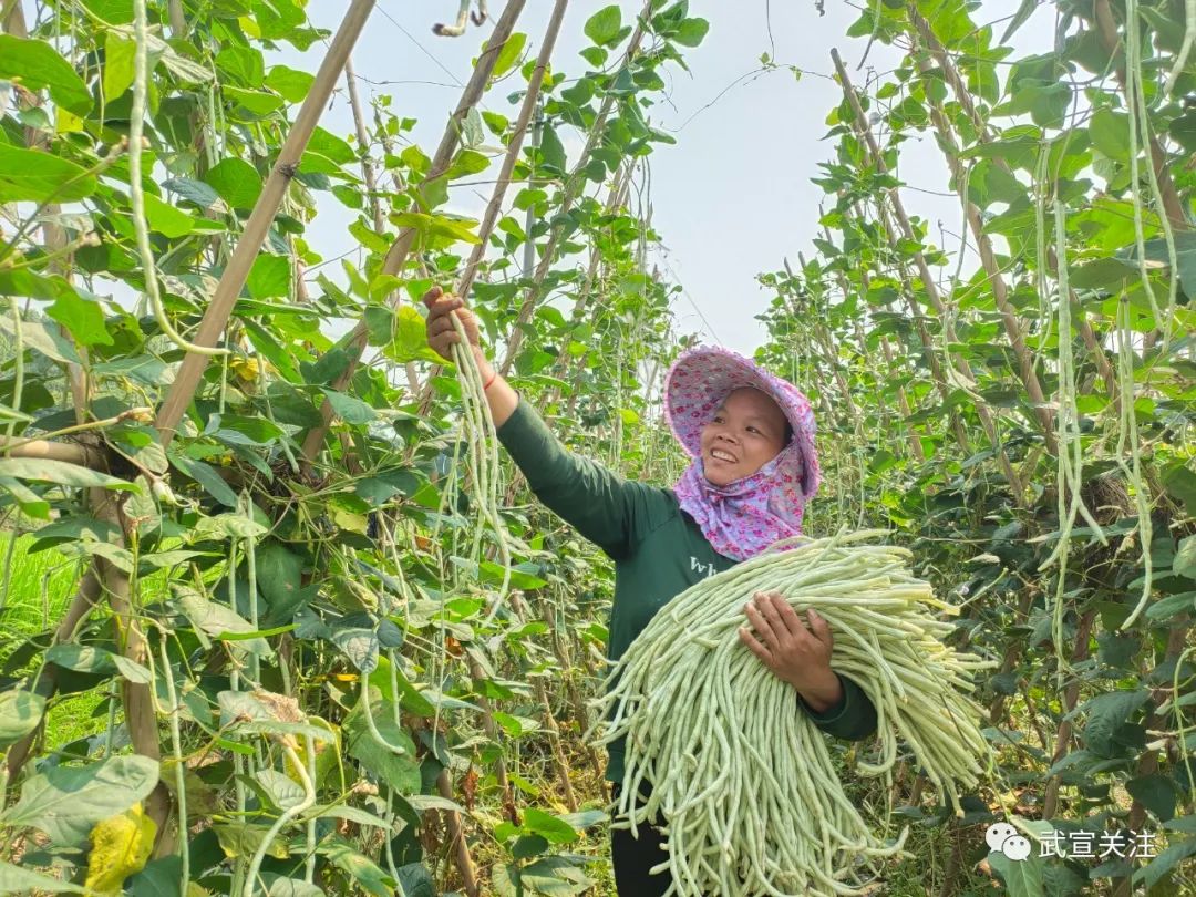 "我种植的辣椒和豆角,都是非常好吃的.
