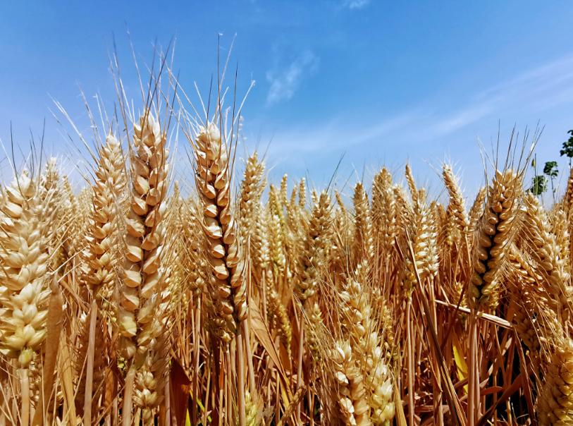 "三夏"时节,我市小麦陆续"开镰"收割,到处呈现出一片丰收的景象