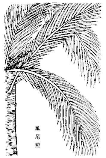 中国古代也有铁树之称,但指的一般不是植物学上的苏铁,如《南越笔记》