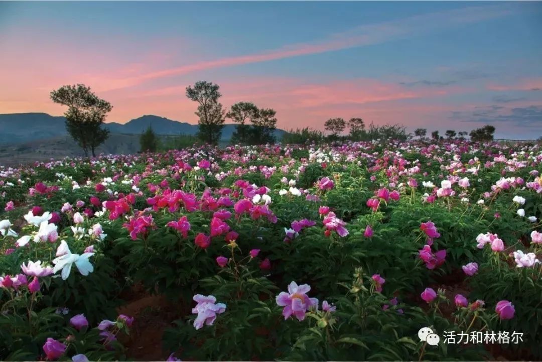 芍药节 这么重要 你怎么能不关注