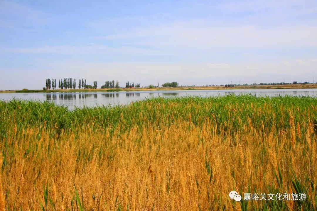 來來來我們一起去嘉峪關草湖國家溼地公園打卡咯