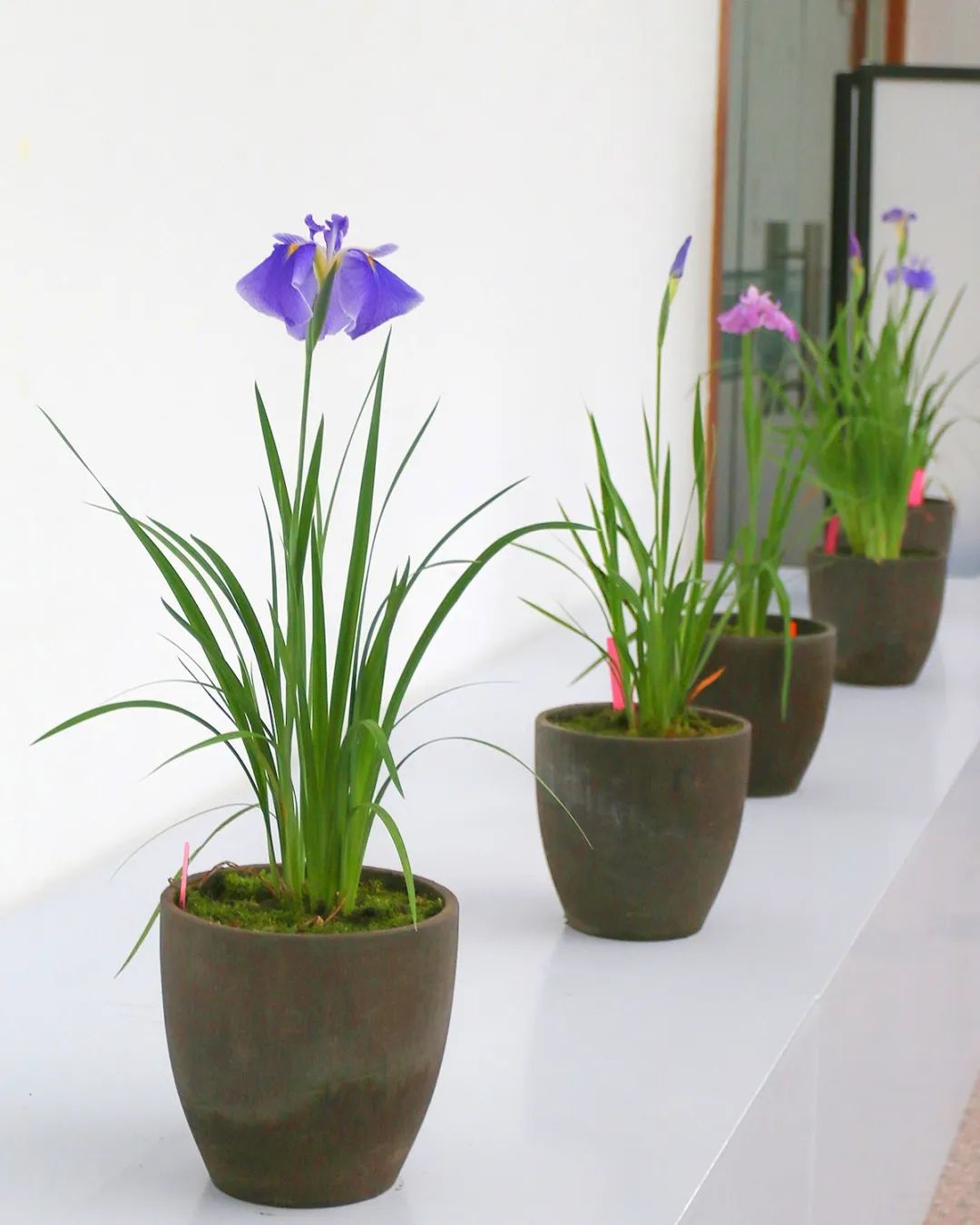 上海植物园自主选育余个花菖蒲新品种首次与大众见面