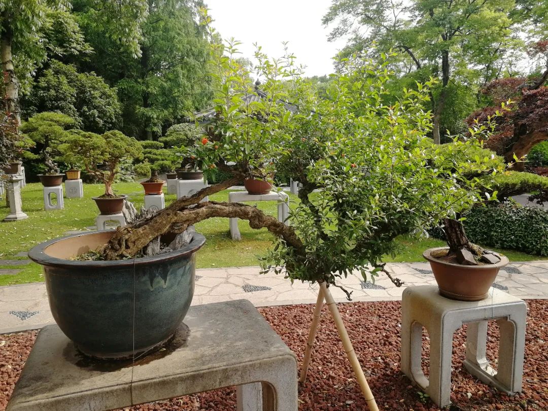 百年石榴盆景今又盛放