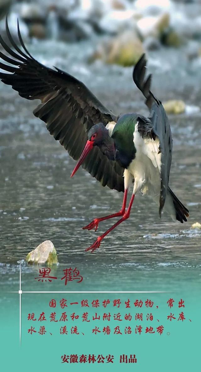 安徽有这些国家一级保护野生动物!