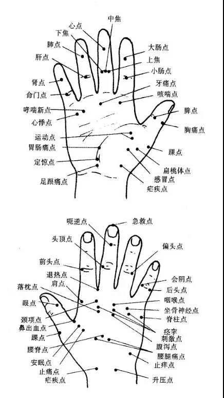 大鱼际:是手掌掌面桡侧大拇指根部与掌根连接部位,肌肉丰厚处