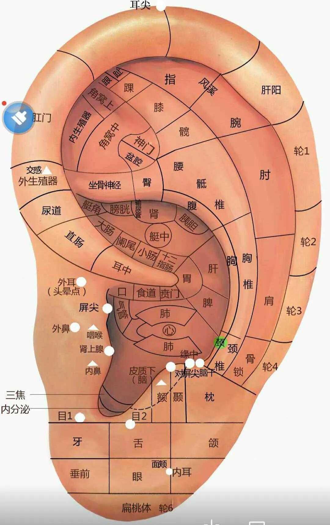 耳穴疗法——肩周炎__凤凰网