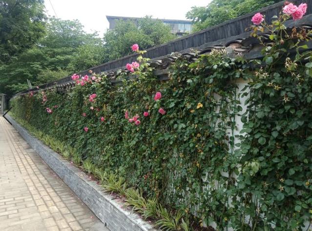 宾路一段的绿化带里还设置了一道道花墙,据悉,这是安吉拉月季的爬藤墙