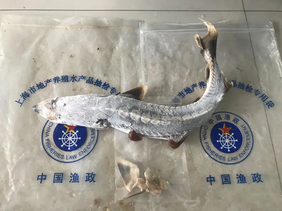 获刑1年,罚款4万!长三角首例非法猎捕杀害中华鲟案件在崇宣判
