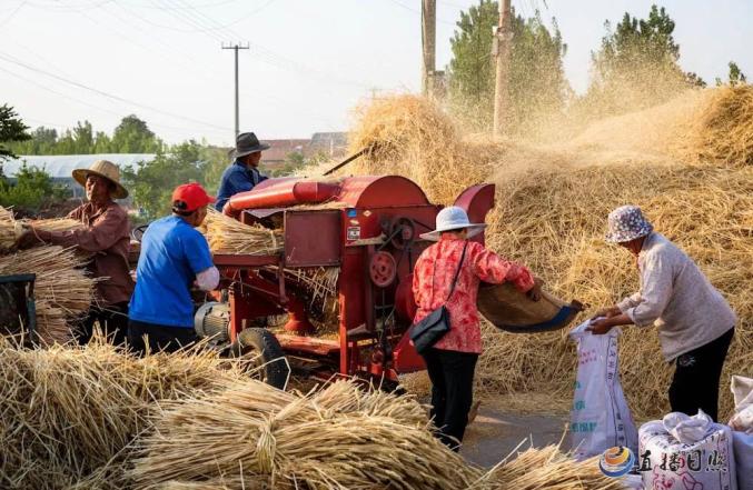 今日芒种芒种忙麦又黄