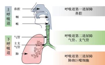 上下呼吸道的分界标志图片