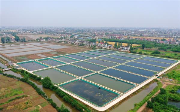 中国水产科研院在江苏靖江建国家级水生生物资源养护研究基地鱼塘修复